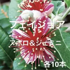 フェイジョア アポロ＆ジェミニ カット苗 挿し木用 10本づつ計20本のサムネイル