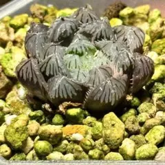 朱雀オブツーサ錦　超美株　ハオルチア　観葉植物　D9のサムネイル