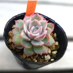 多肉植物 年に1度の大セール5苗セット￥1000 ブルースピード - メルカリ