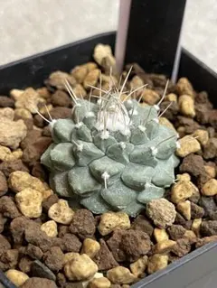 あ*し様 Z474塊根植物 タコモノ ユーフォルビア ラミグランス 実生株