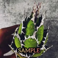 2025年最新】ホリダ 陽炎の人気アイテム - メルカリ