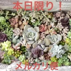 本日限り！匿名配送！多肉植物の詰め合わせ