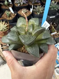 ナナクー様 リクエスト 3点 まとめ商品