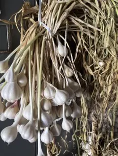 ノビル 野蒜 のびる 山菜 旬の野菜 1kg - メルカリ