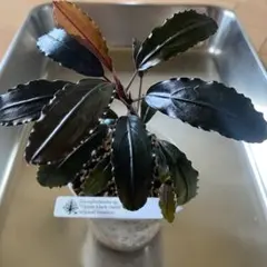 2025年最新】bucephalandra 水の国の人気アイテム - メルカリ