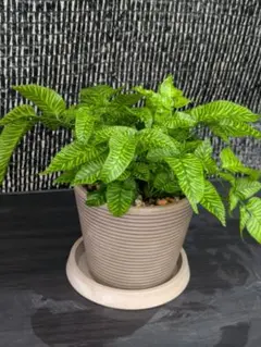 【極美・ゼブラ柄】コニオグランメ エメイエンシス｜鉢ごと発送・受け皿付き 極美・ゼブラ柄】コニオグランメ エメイエンシス｜鉢ごと発送・受け皿