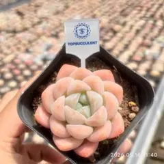 Top【選抜株】多肉植物 362350スター プラス 55個 鉢無し/脱土 - メルカリ