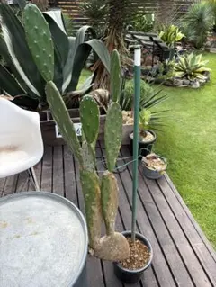 耐寒性オプンチア大型の宝剣のブランチ群生植え◇南国ドライガーデン多肉サボテン島 耐寒性オプンチア大型の宝剣のブランチ群生植え◇南国ドライガーデン