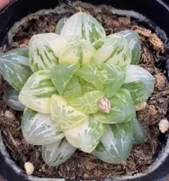 Top【選抜株】多肉植物 19936赤い線锦 10個 鉢無し/脱土 - メルカリ