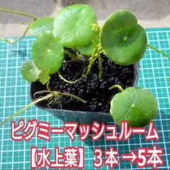 もず様 リクエスト 2点 まとめ商品