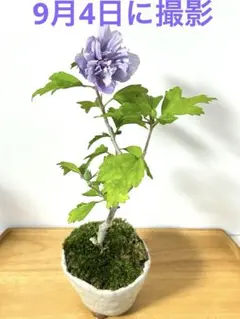 アメリ様 リクエスト 2点 まとめ商品