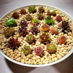 多肉植物寄せ植えセット☆可愛い詰め合わせ☆センペルビウム50種お名前付き♪
