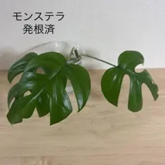 2026年最新】モンステラ 苗の人気アイテム - メルカリ