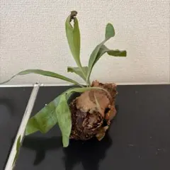 ビカクシダ コウモリラン 観葉植物 苔玉のサムネイル