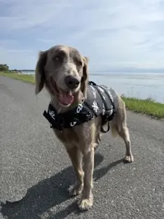 クエーキーセンス 犬用ライフジャケット黒Lのサムネイル
