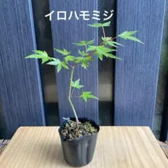 イロハモミジ 苗木⑩ ミニ盆栽 盆栽素材のサムネイル
