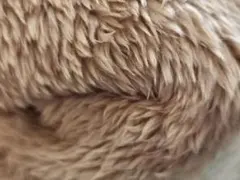 SALE✨【1点のみ】広幅♡両面ボア生地 ロングボア キャラメル