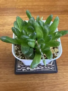 じよん様 リクエスト 2点 まとめ商品