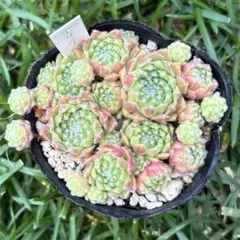2026年最新】多肉植物 センペルビウムの人気アイテム - メルカリ