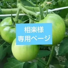 相楽様専用ページ