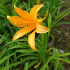 アロハベア様 リクエスト 3点 まとめ商品