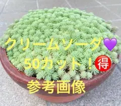多肉植物 斑入りパリダム セダム クリームソーダ カット苗 ❣️ 50カット＋α
