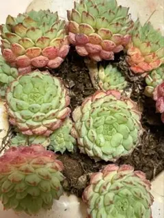 ヴィンセントカトー 抜き苗 2苗(1つ子株付) 多肉植物 エケベリア