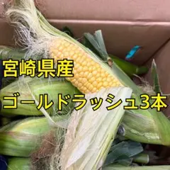 限定3L❣️粒が柔らかく甘いバイカラーとうもろこし（グラビス）皮つき