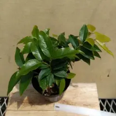 1180595様 リクエスト 3点 まとめ商品