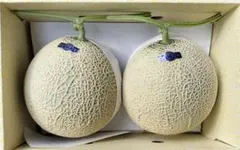 高知産 贈答用 温室マスクメロン 2玉 約4，6Kg A品 北海道沖縄発送