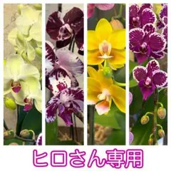 専用】 【特選】 胡蝶蘭 個性派12ポット ファレノプシス - メルカリ