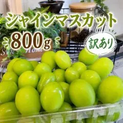 【訳あり】朝採り農家直送 シャインマスカット　約800g　粒売りのサムネイル