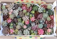 ★*★様 57 ちまちま寄せ　カット苗セット　多肉植物　寄せ植えセット