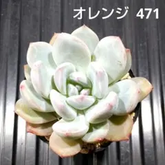 オレンジ 471 エケベリア 多肉植物 抜き苗