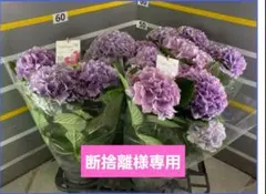 ☆スズキ農園☆アジサイ☆新品種☆ハミング ラベンダー☆5号鉢