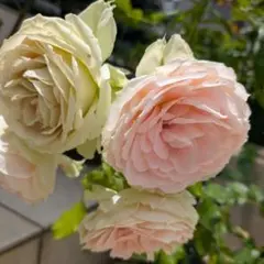 訳あり】ミニバラ♡オレンジ＆イエロー♡3.5号♡ポットごと宅急便