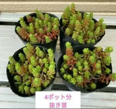 完売　　森で完全野生化！【朧月＊森村万年草】インドの可愛い鉢植え＊大小セットで！ 2025年最新】モリムラ万年草の人気アイテム - メルカリ