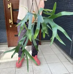マントルイス✖️ウイリンキー 育てやすい 由来のハッキリした 人気の