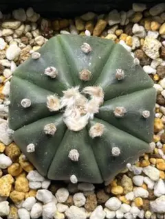 2025年最新】アストロフィツム兜丸の人気アイテム - メルカリ