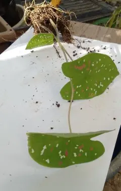 2025年最新】カラジウムの人気アイテム - メルカリ