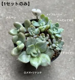 2025年最新】ぼのぼの苗 札付き 多肉植物の人気アイテム - メルカリ