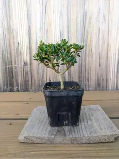 はなまる様 リクエスト 2点 まとめ商品