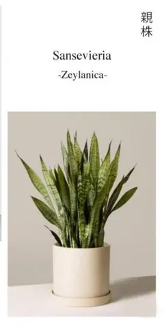 2026年最新】サンセベリアの人気アイテム - メルカリ