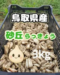 初物❗️鳥取県産 農薬不使用 砂丘らっきょう らっきょう 初物❗️鳥取県産 農薬不使用 砂丘らっきょう らっきょう - メルカリ