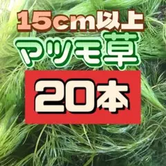 2026年最新】アナカリスの人気アイテム - メルカリ