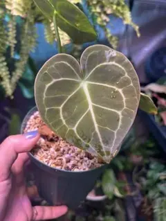 2026年最新】原種アンスリウムの人気アイテム - メルカリ