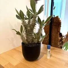 パキポディウム グラキリス 実生 塊根植物 鶴仙園 コーデックス