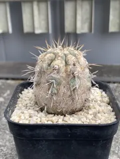 2026年最新】copiapoaの人気アイテム - メルカリ