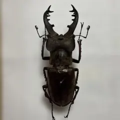 ユダイクスミヤマクワガタ大型 88mm 昆虫標本 - メルカリ