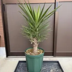 2026年最新】ユッカ アロイフォリアの人気アイテム - メルカリ